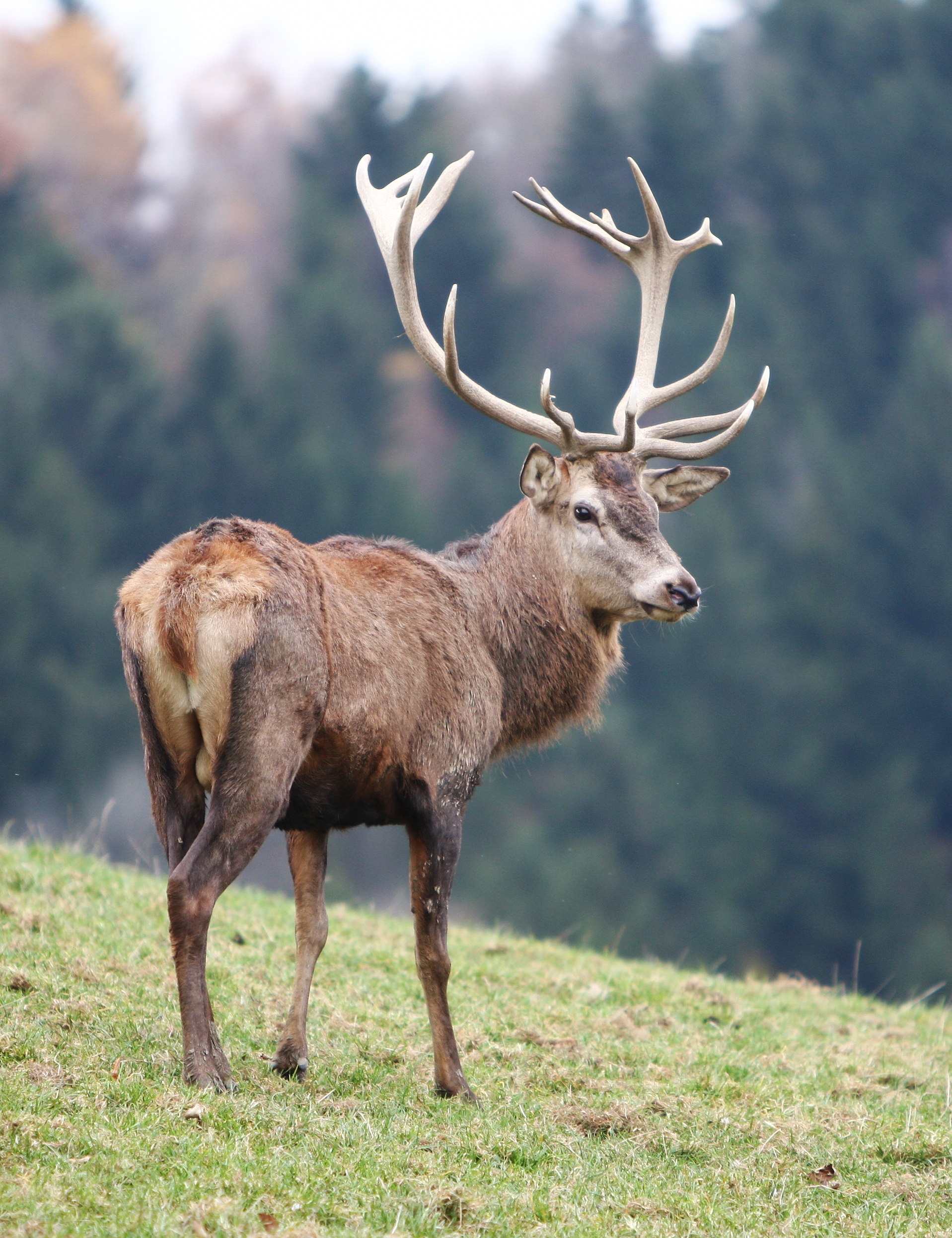 Yorkshire Game Butchery Course: Feathers & Fur